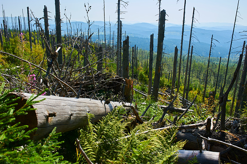 Forest dieback by bark beetle infestations and Kyrill storm, Bavarian Forest - Sumava National Park border. Dead trees. Germany - Czech Republic
