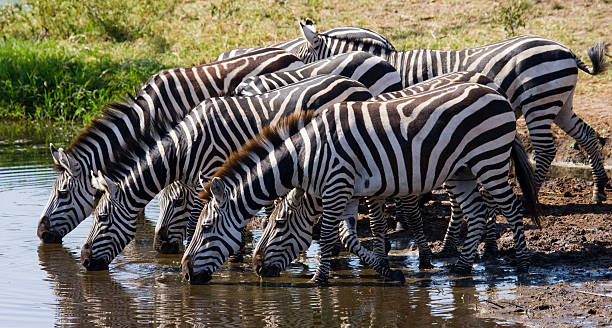 istock Group of zebras drinking water from the river. 638671264