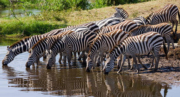 istock Group of zebras drinking water from the river. 638671350