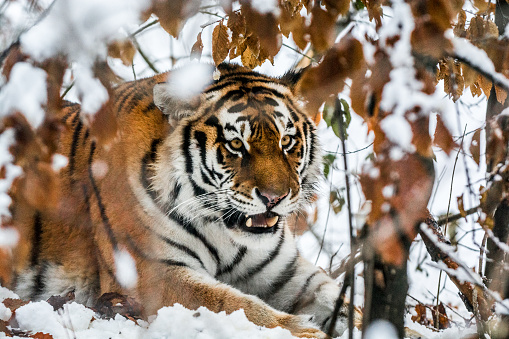 Siberian tiger in an ambush in the winter day. It lies in the snow hidden behind a bush. White snow highlights the orange color of its fur. Characteristic patterns and textures of fur are clearly visible.