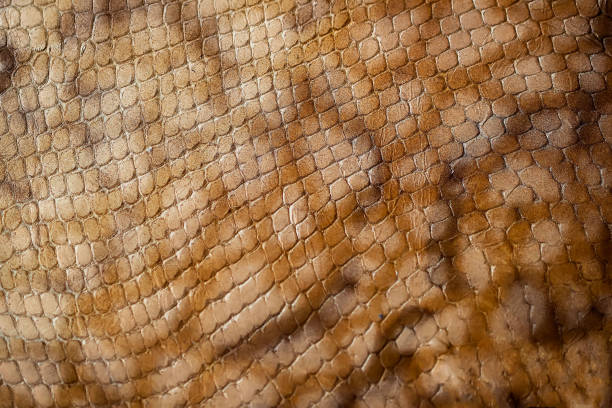 istock Texture of genuine leather close-up, embossed under the skin 638672042