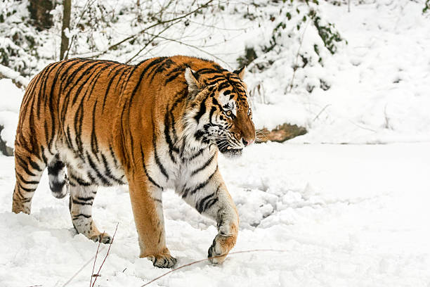 istock Slowly walking Siberian tiger in snow 638672064