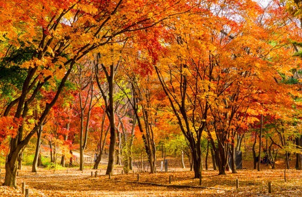 istock into the fall of korea 638672140