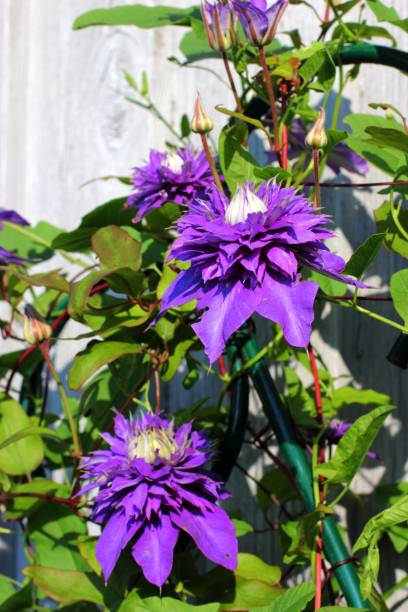 istock Purple clematis flower 638672472