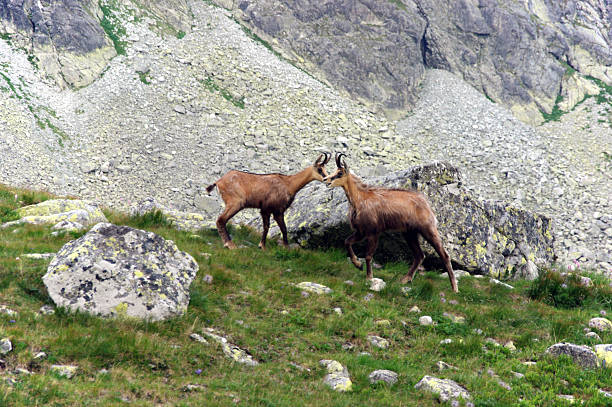 istock Tatra chamois in the natural environment 638672920