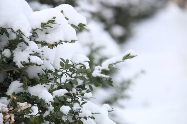 istock Branch in snow - Christmas Holidays Background. Winter time. 638673836