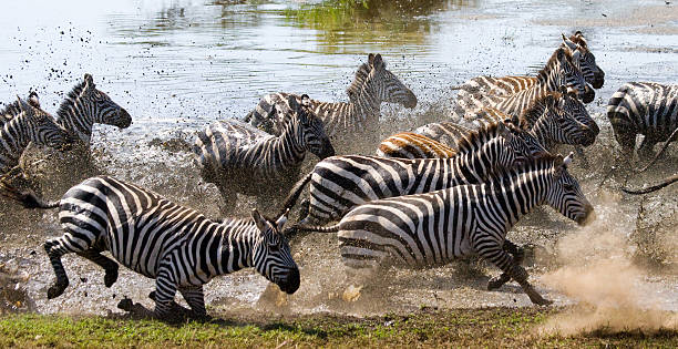 istock Group of zebras running across the water. 638673924