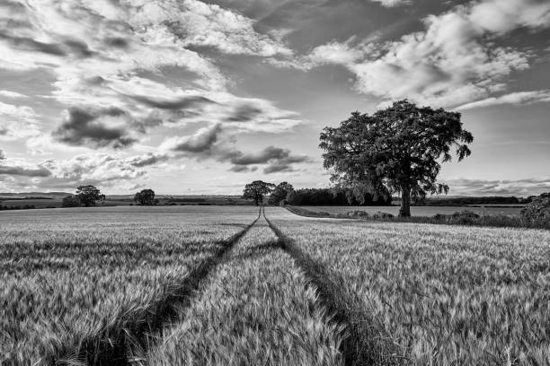 istock Ripening ears of wheat field 638674462