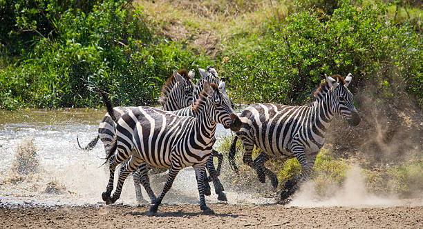 istock Group of zebras running across the water. 638674566