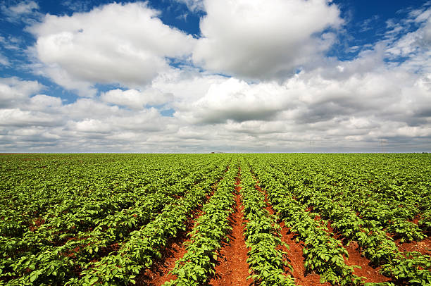 istock Potato Agro-Plantation 638675294