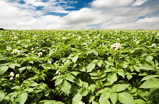 Potato Agro-Plantation stock photo