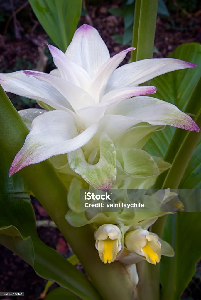 Turmeric Flower Stock Photo - Download Image Now - Food, India, Nature -  iStock