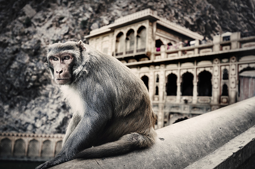 Galtaji, India - September 21, 2015 Monkey at Galtaji Rajasthan India. This hindu pilgrimage site is between Jaipur and Pushkar in the state of Rajasthan and consists of several temples and sacred water tanks called Kunds were pilgrims come to bath. The temple complex is also known as Monkey temple because a large group of  Rhesus macaques live here.