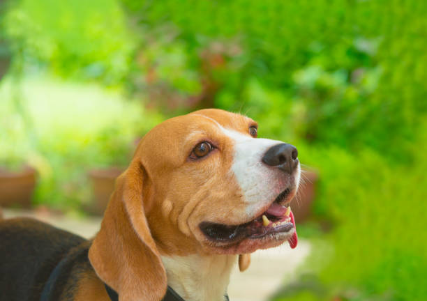istock cute dog on a bright day 638680704