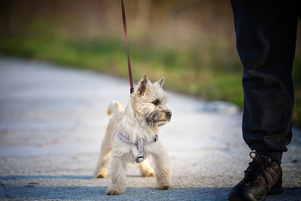 istock The four month old puppy Cairn Terrier 638681004