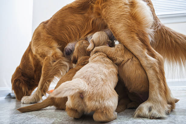 istock Golden Retriever nursing her 4 week old puppies while standing 638682326