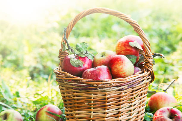 istock Healthy ripe organic apples in the basket 638682986