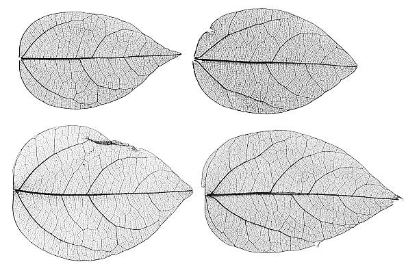 istock leaves skeletons isolated on white background 638683108