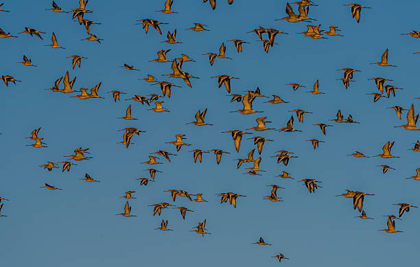 istock Black-tailed Godwits in flight at Bhigwan 638683392