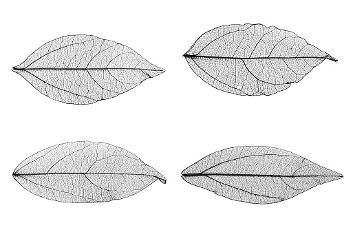 leaves skeletons isolated on white background