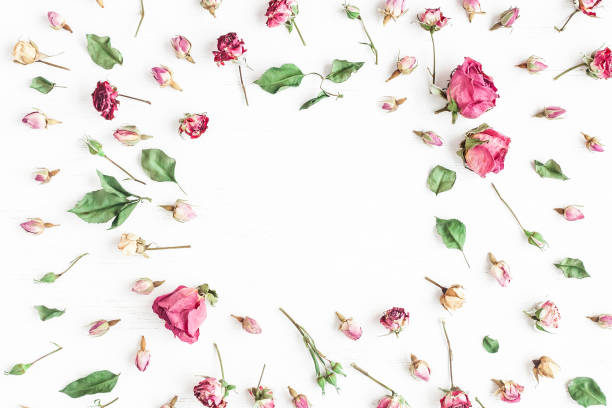 istock Frame made of dried rose flowers on white background 638684856