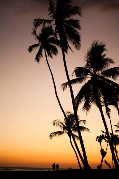 istock sunset over palm trees at the beach 638685938