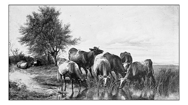 Antique dotprinted photograph of painting: Cows