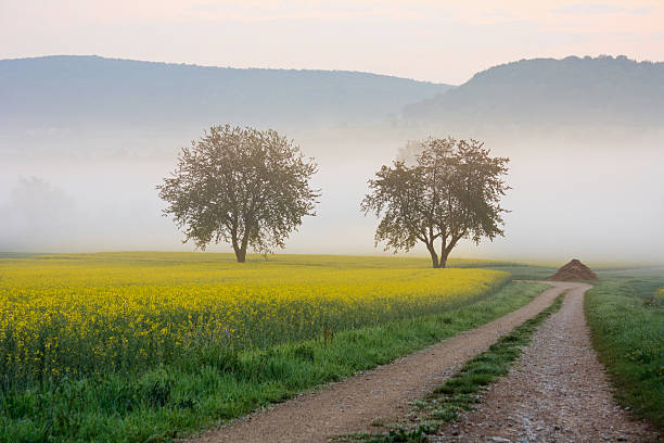 istock Bavaria: Rural landscape with rape field in the morning light 638689690