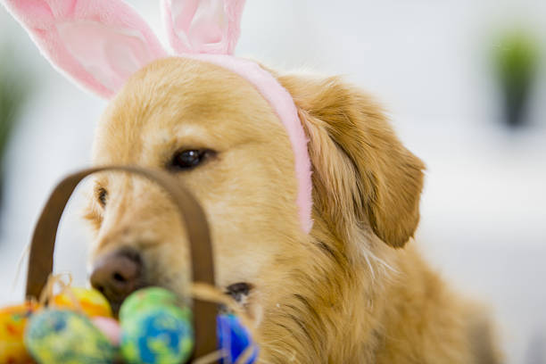 Cute Dog Sniffs Easter Eggs A cute golden labrador sniffs out chocolate eggs, looking for a treat, on Easter morning. breed eggs stock pictures, royalty-free photos & images