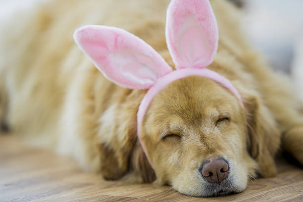 buon cane pasquale napping - costume da coniglietto foto e immagini stock