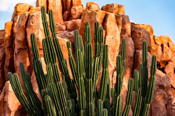 сactuses w: arizona, stany zjednoczone - sonoran desert desert arizona saguaro cactus zdjęcia i obrazy z banku zdjęć