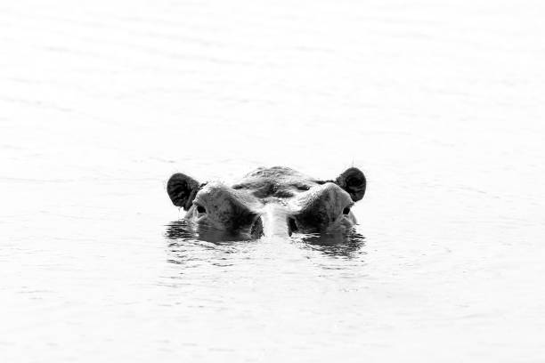 istock Hippo looking up from the Water 638692566