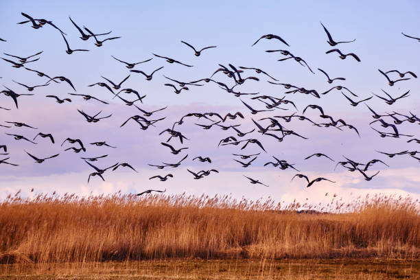 istock flock of Canada gooses in the evening 638692762