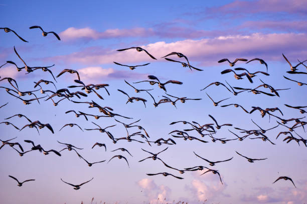 istock flock of Canada gooses in the evening 638692856