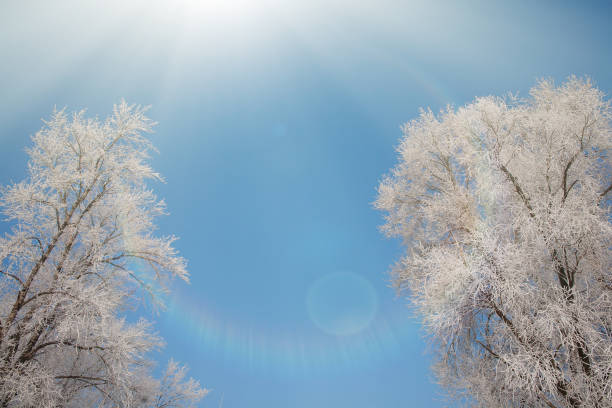 istock Winter tree tops with rays of light 638692872