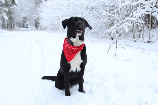 istock Big dog on the snow 638692894