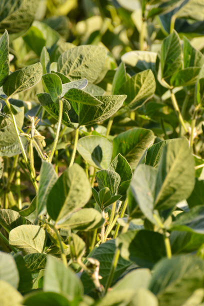 istock Soy Bean Plant Field 638693140
