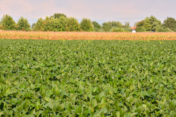 istock Soy Bean Plant Field 638693164