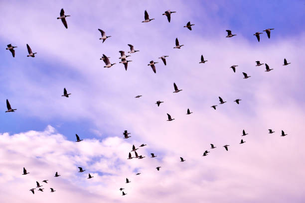 istock flock of Canada gooses in the evening 638693388