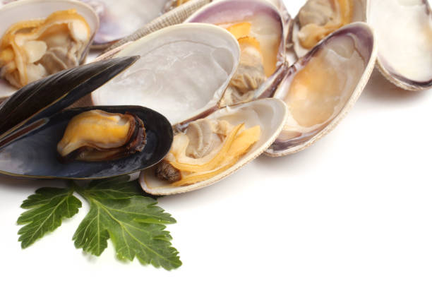 istock Venus calms and mussel 638694616