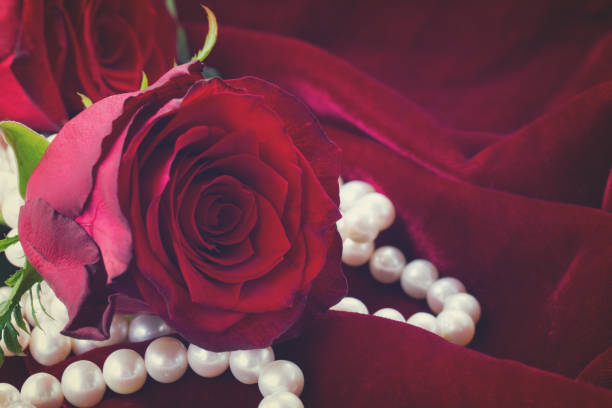 istock red roses on velvet 638695582