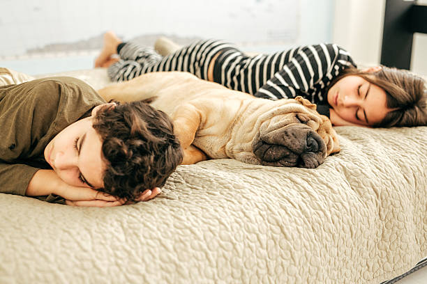 istock Snoring pet and sleepiing siblings 638695600
