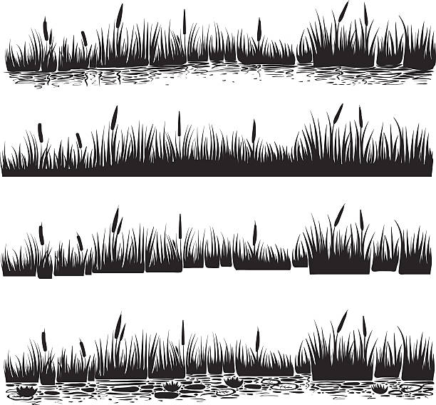 illustrations, cliparts, dessins animés et icônes de illustration vectorielle du ane, typha. - marécage