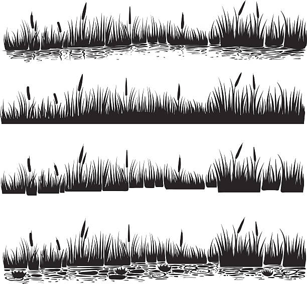 Vector illustration of reed, typha. Vector illustration of reed, typha. Set for design with reeds and water waves in the pond. Black and white graphic art line. Silhouette set of reed. cattail stock illustrations