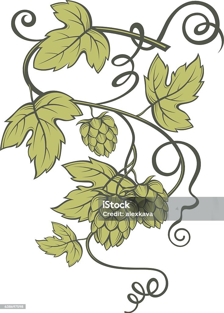 Abstract Hops Image Of Hops Stock Illustration - Download Image Now - Abstract ...