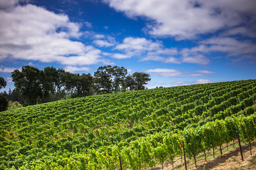 Rows and rows of grapevines growing on a trellised hillside in the Northern California wine country.