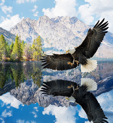 Swooping Bald Eagle reflected in Jenny Lake, Grand Tetons in distance.