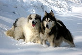 tornjak-und-malamute.jpg?b=1&s=170x170&k=20&c=XWMjXJsLkkWvSvMFkilWLaBNov3SGKLIp4NlxTckLEU=