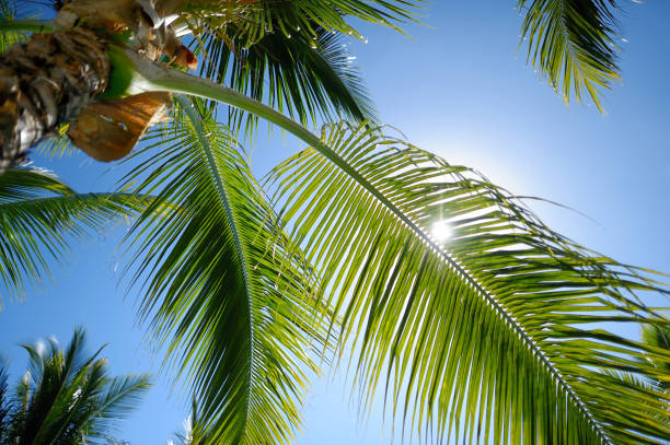 istock Close up of a palm tree 638700474