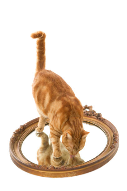 istock Ginger cat standing on golden mirror, looking at reflection 638702372